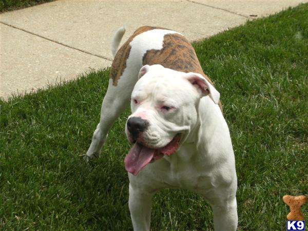 Stud Dogs in MD